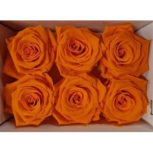 Ro Pres Classic Yellow