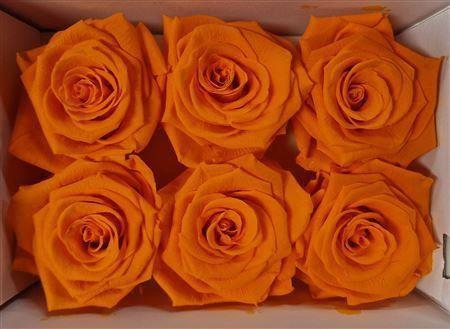 Ro Pres Classic Yellow