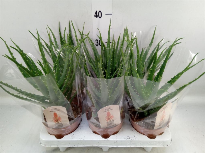 <h4>Aloe arborescens</h4>
