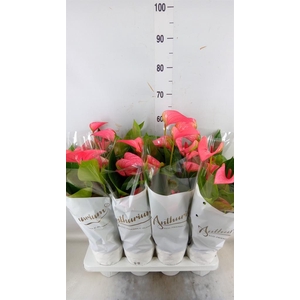 Anthurium andr. 'Pink Champion'