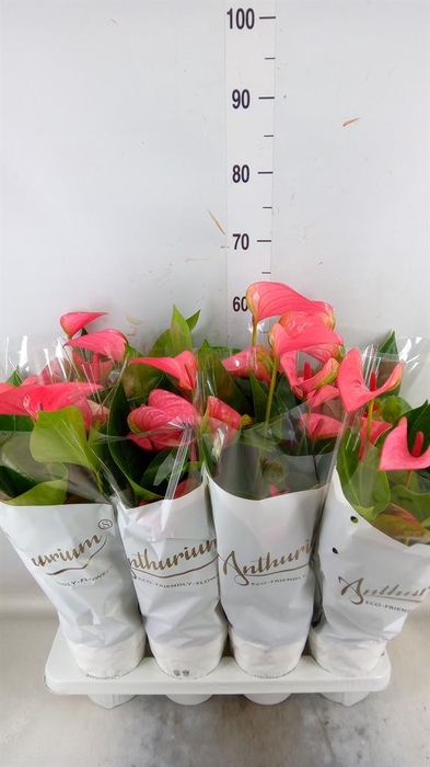 <h4>Anthurium andr. 'Pink Champion'</h4>