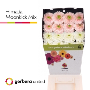 Gerbera Pomponi Mix Pomponi Diamond