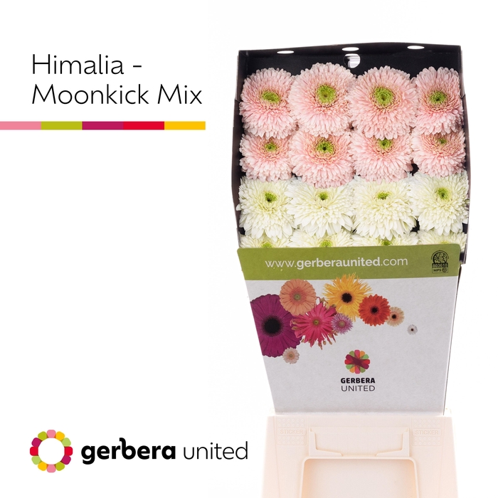 <h4>Gerbera Pomponi Mix Pomponi Diamond</h4>