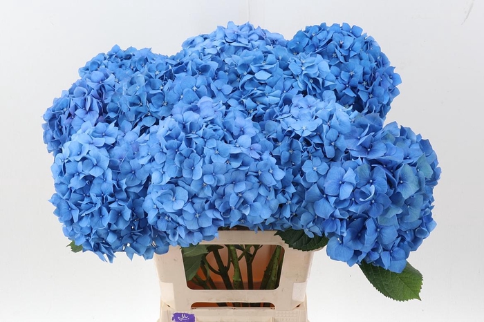 <h4>Hydr M Ch Pimpernel</h4>