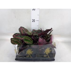 Calathea   ...