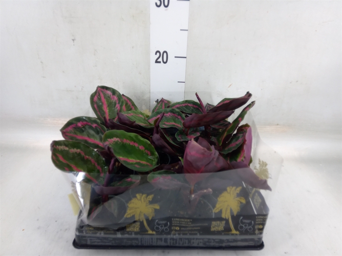 <h4>Calathea   ...</h4>