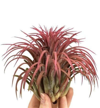 <h4>Tillandsia Ionantha Rood</h4>