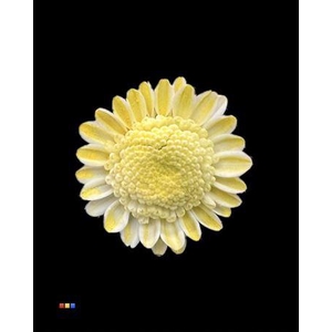 Chr T Stallion Dusty Creme