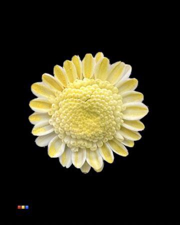 <h4>Chr T Stallion Dusty Creme</h4>