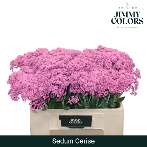 <h4>Sedum L55 Klbh. Cerise</h4>