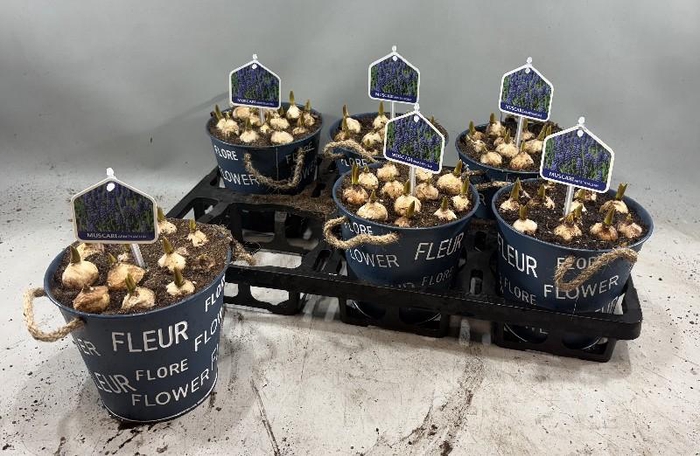 <h4>Arrangementen Muscari zink 122 Muscari in zinken pot</h4>