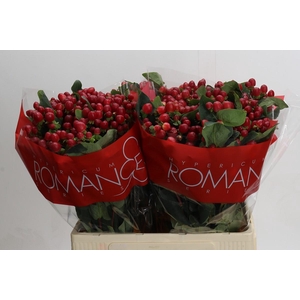 Hypericum True Romance XXL