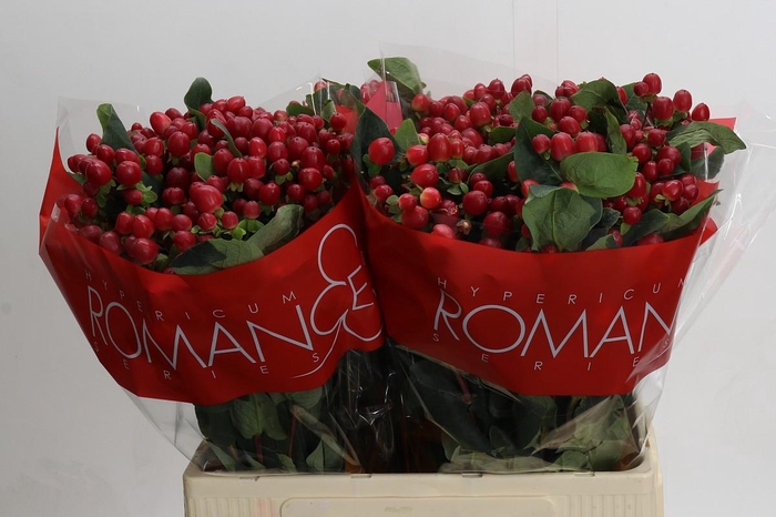 <h4>Hypericum True Romance XXL</h4>