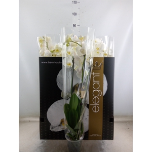Phalaenopsis   ...white