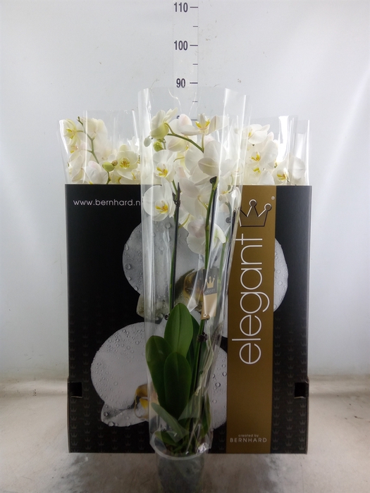 <h4>Phalaenopsis   ...white</h4>