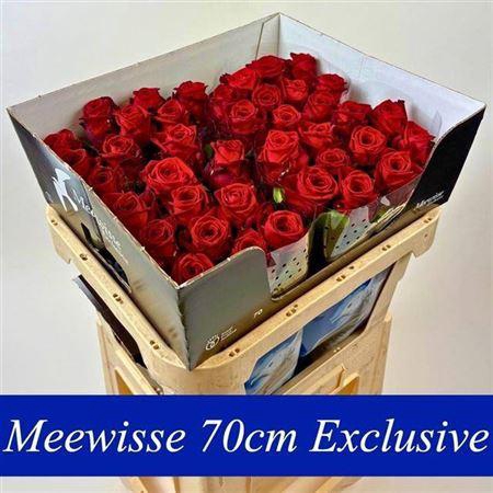 <h4>R Gr Red Naomi! ( Exclusive )</h4>