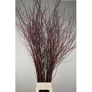 CORNUS ALBA SIBIRICA
