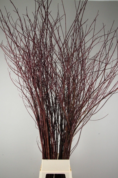 <h4>CORNUS ALBA SIBIRICA</h4>
