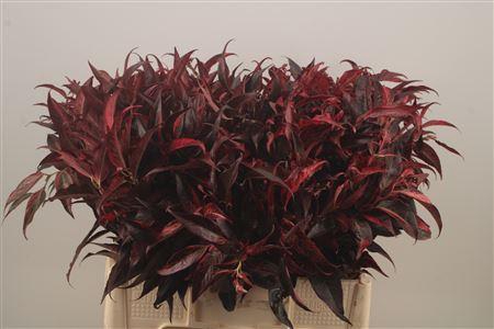 <h4>Leucothoe Klbh Rood</h4>