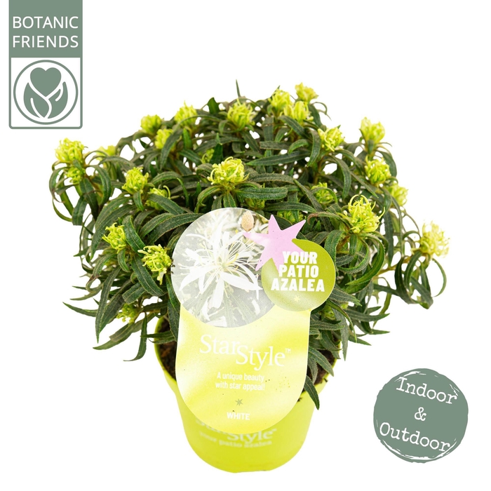 <h4>Azalea 'Starstyle White' ®</h4>