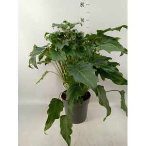 Philodendron  'Xanadu'