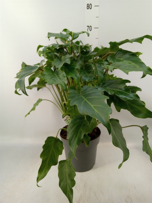 <h4>Philodendron  'Xanadu'</h4>