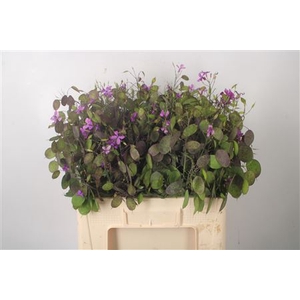 Lunaria Ann Paarse P