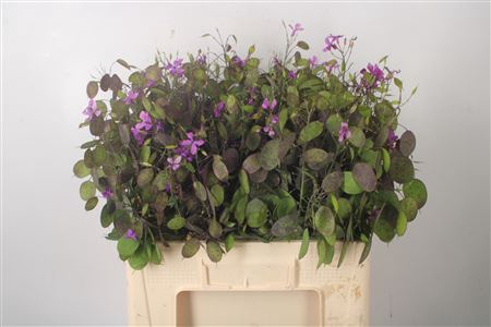 <h4>Lunaria Ann Paarse P</h4>
