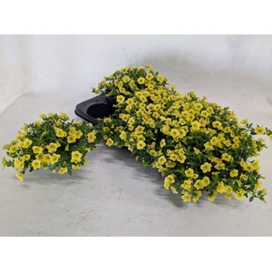 CALIB MINIF YELLOW