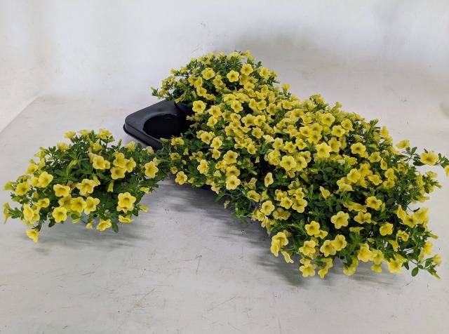 <h4>CALIB MINIF YELLOW</h4>