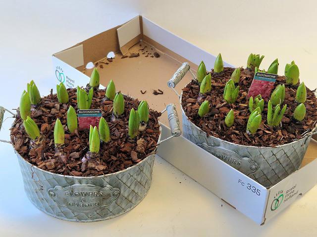 <h4>ARR HYACINTH</h4>