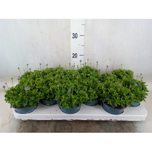 Felicia amell. 'Felicitara Blue'