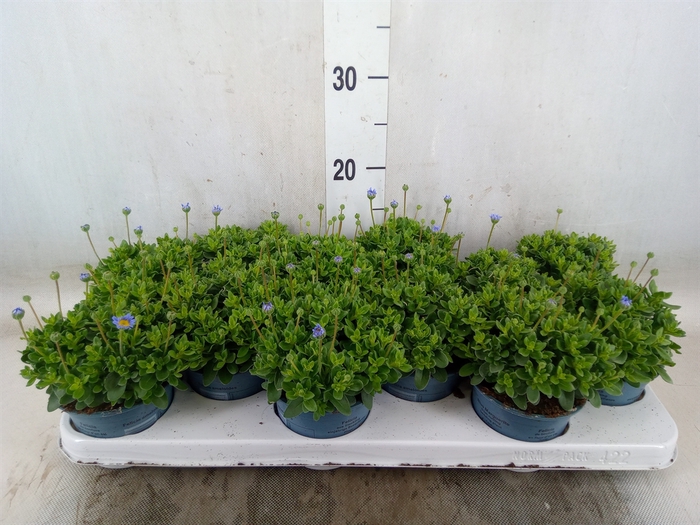 <h4>Felicia amell. 'Felicitara Blue'</h4>