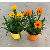 Gazania overig