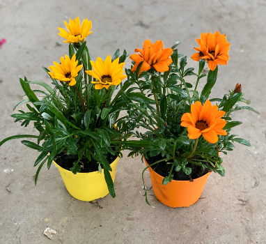 Gazania overig