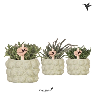 Kolibri Greens Rhipsalis mix in Citrus pot green