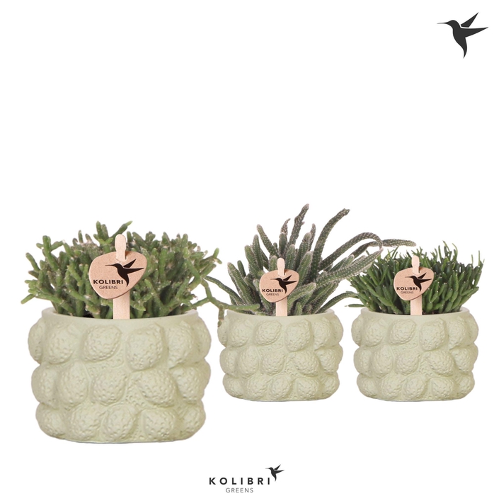 <h4>Kolibri Greens Rhipsalis mix in Citrus pot green</h4>