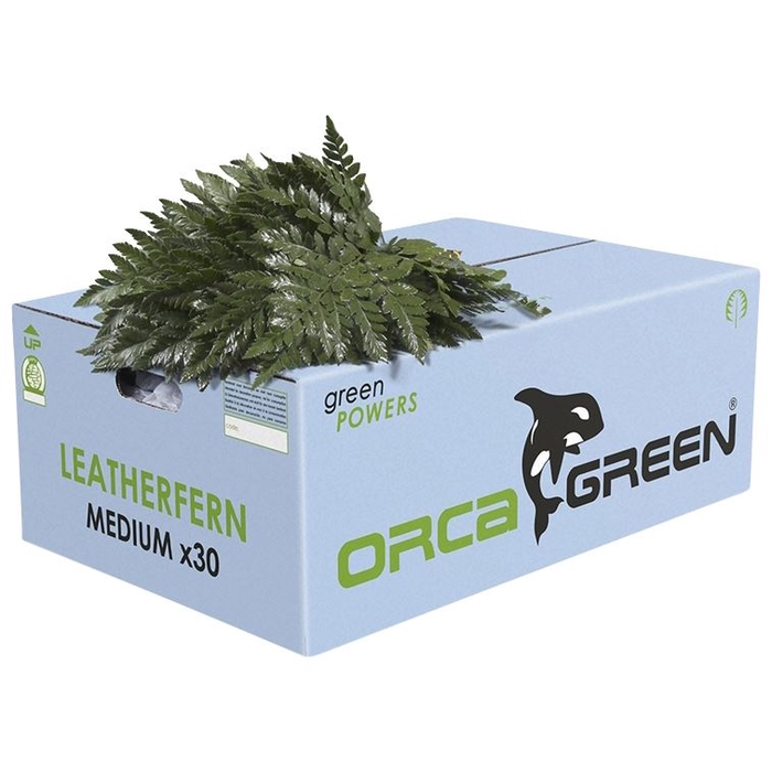 LEDERV. MEDIUM ORCA