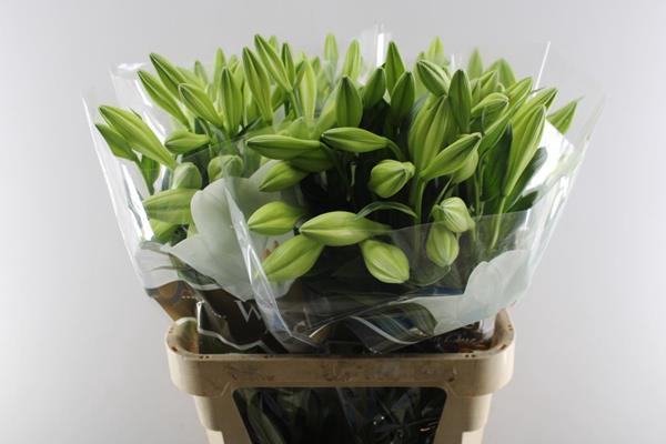 <h4>Li Lf Watch Up 3+</h4>