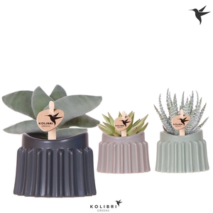 Kolibri Greens Succulenten mix in Raw pot mix