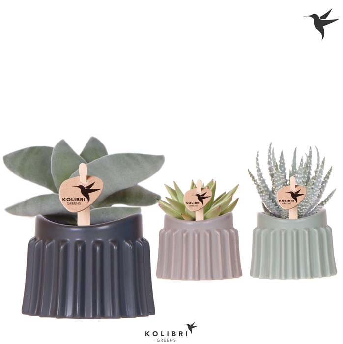 <h4>Kolibri Greens Succulenten mix in Raw pot mix</h4>