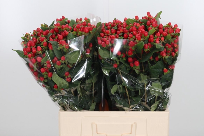 <h4>Hyp Mag Triumph</h4>