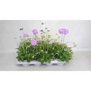 Scabiosa columb. 'Butterfly Blue'