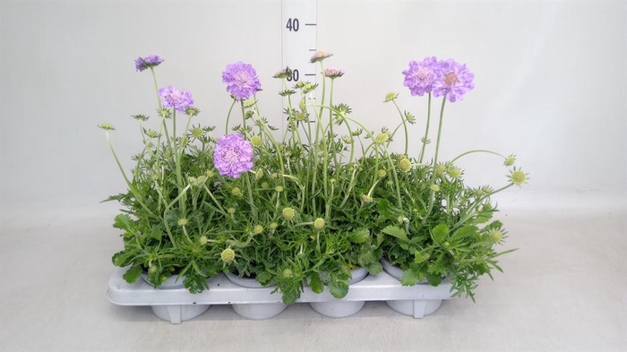 <h4>Scabiosa columb. 'Butterfly Blue'</h4>