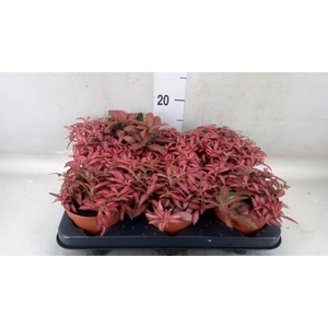 Fittonia verschaf. 'Forest Flame'