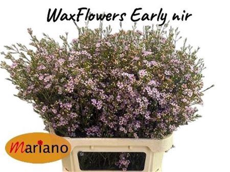 Chamelaucium Early Nir Pale Pink