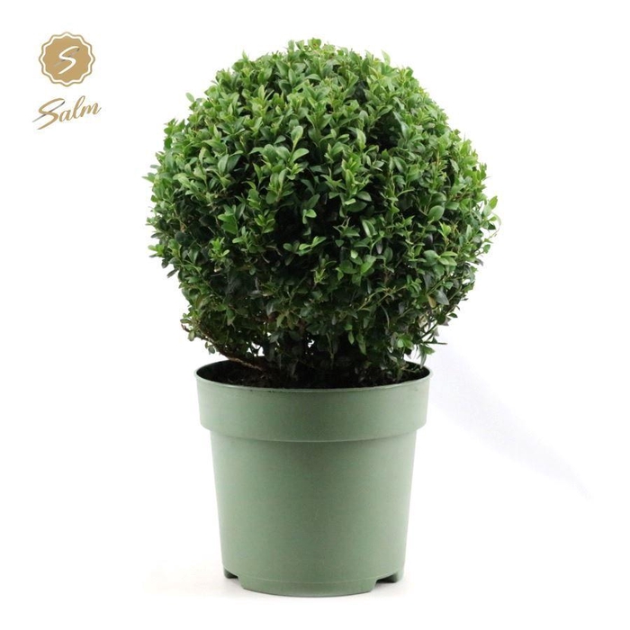 <h4>Buxus semp. Ball Ø30cm P23</h4>