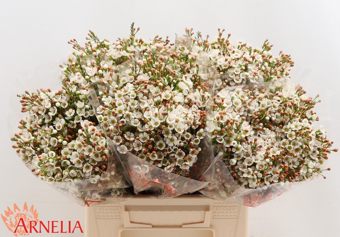 <h4>Chamelaucium 'morning Delight'</h4>