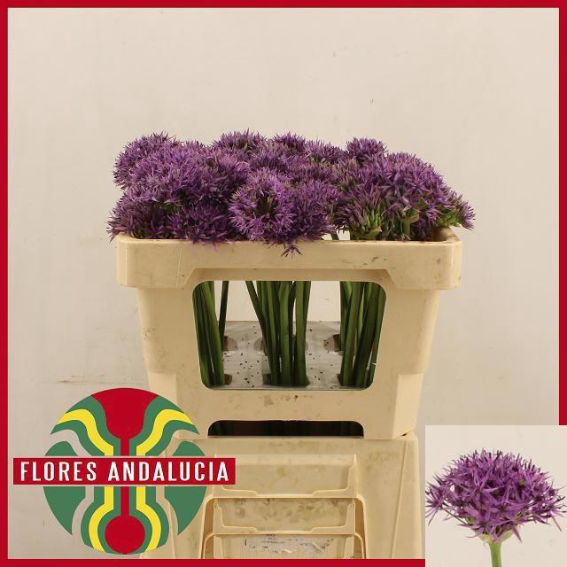 <h4>ALLIUM VIOLET BEAUTY#</h4>