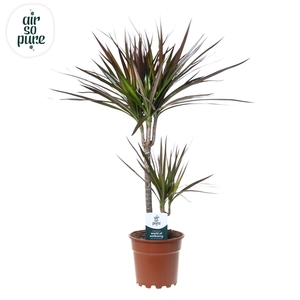 Dracaena Magenta p17 30+10 (Air So Pure)